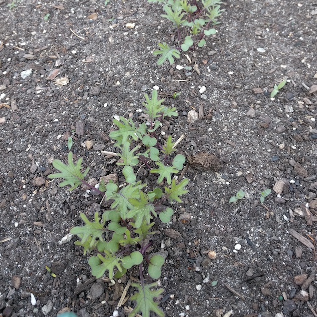 a handful of kale seedlings in a row, with scattered weeds, rocks and wood.